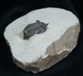 Inch long Pseudocryphaeus (Cryphina) Trilobite #1600-2